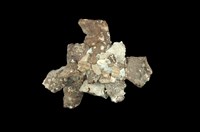 藏品(綴殼螺)的圖片